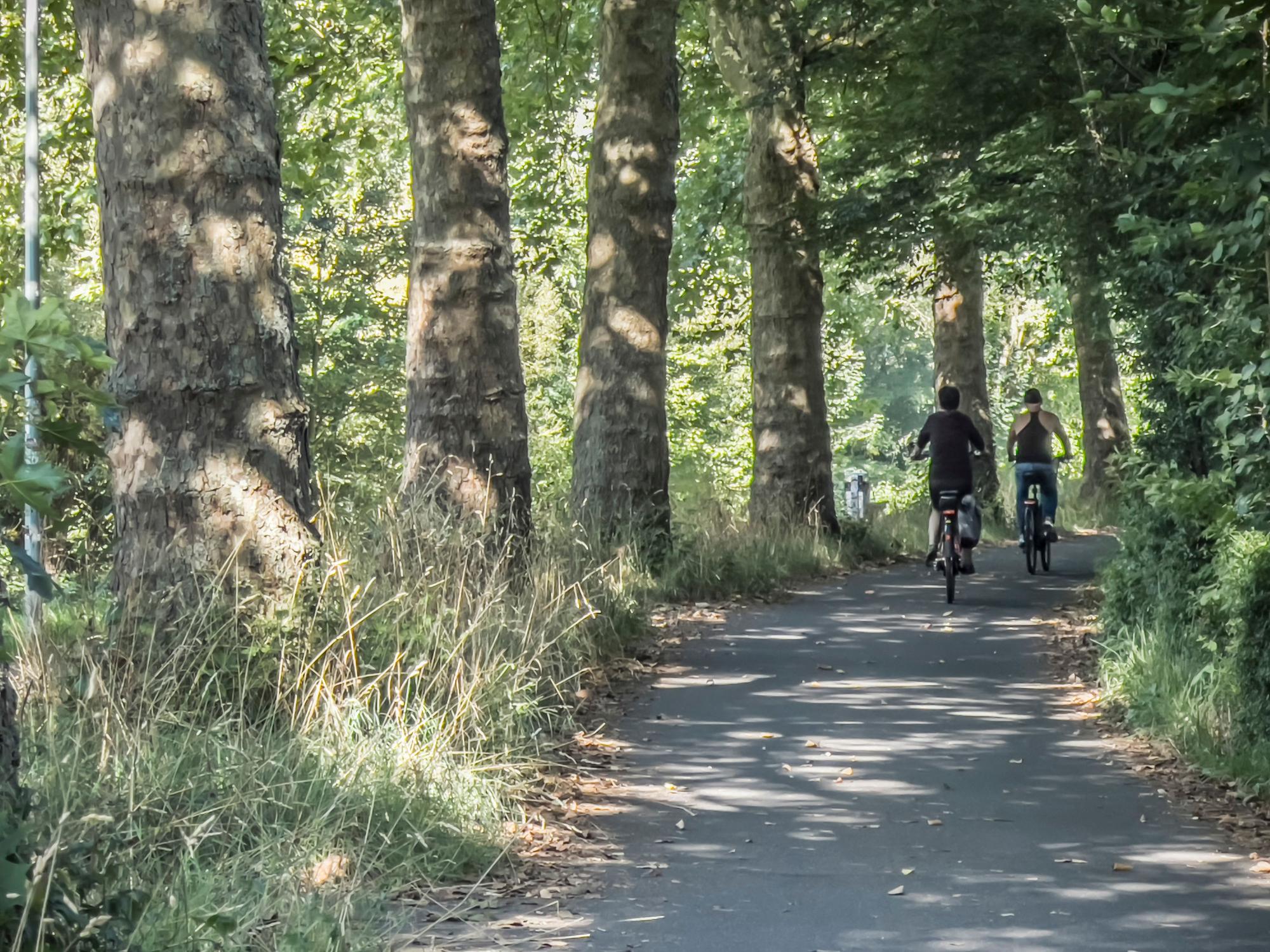 Fahrradfahrer unter Bäumen.