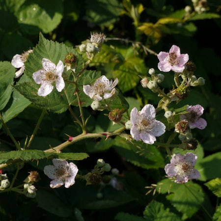 Ein Brombeerstrauch.