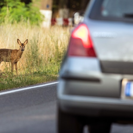 Ein junges Reh steht am Straßenrand.