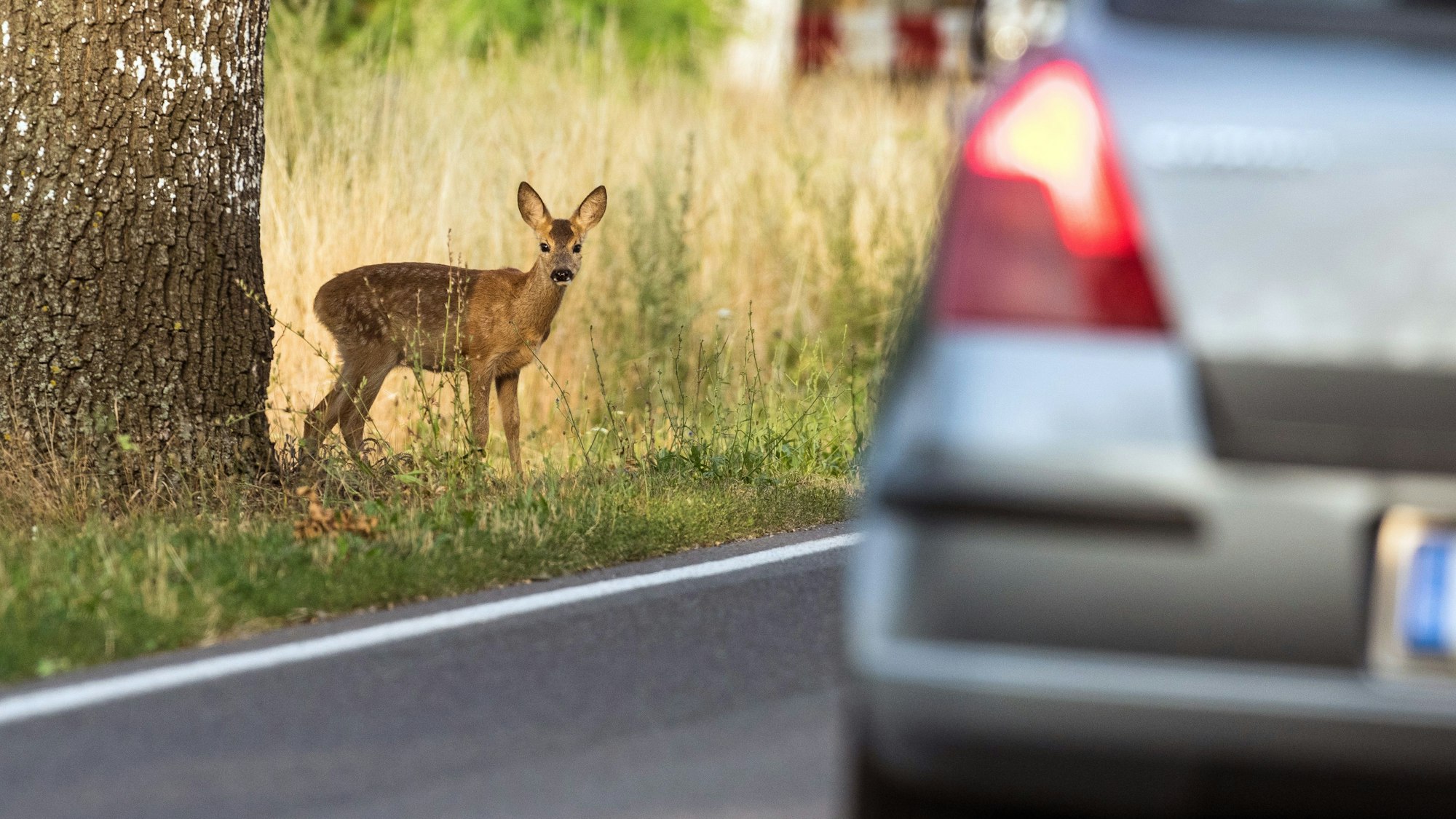 Ein junges Reh steht am Straßenrand.