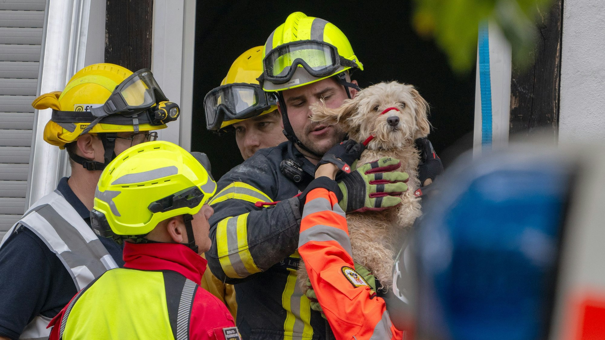 Feuerwehrleute retten einen Hund aus den Trümmern.