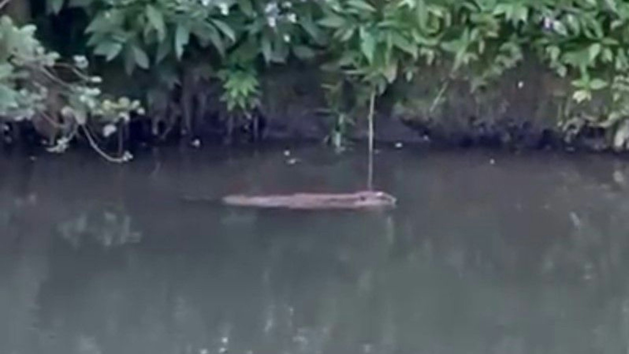 Ein Biber schwimmt in einem Gewässer unweit des Ufers.