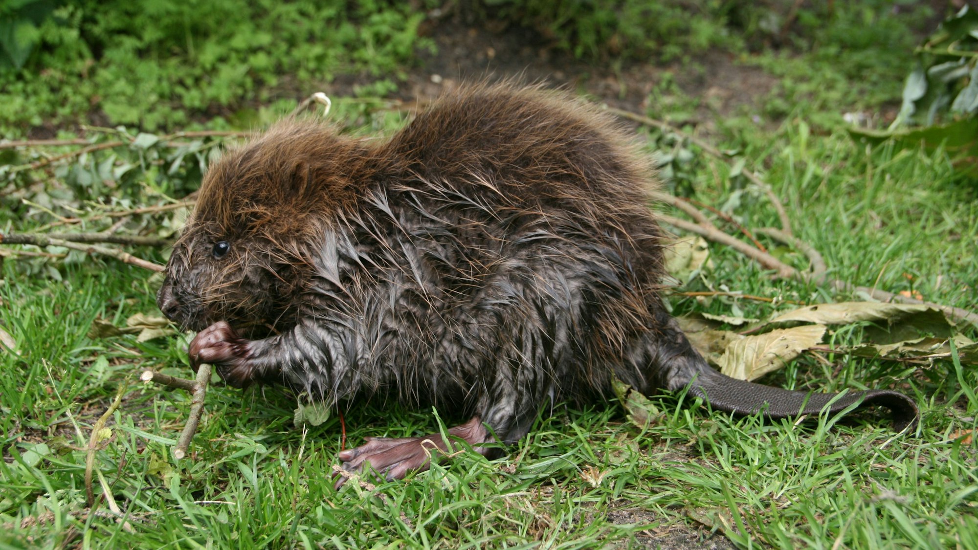 Ein Biber knabbert an einem Stock. Erstmals seit zehn Jahren ist in der Hansestadt Nachwuchs in gleich fünf Revieren nachgewiesen worden.