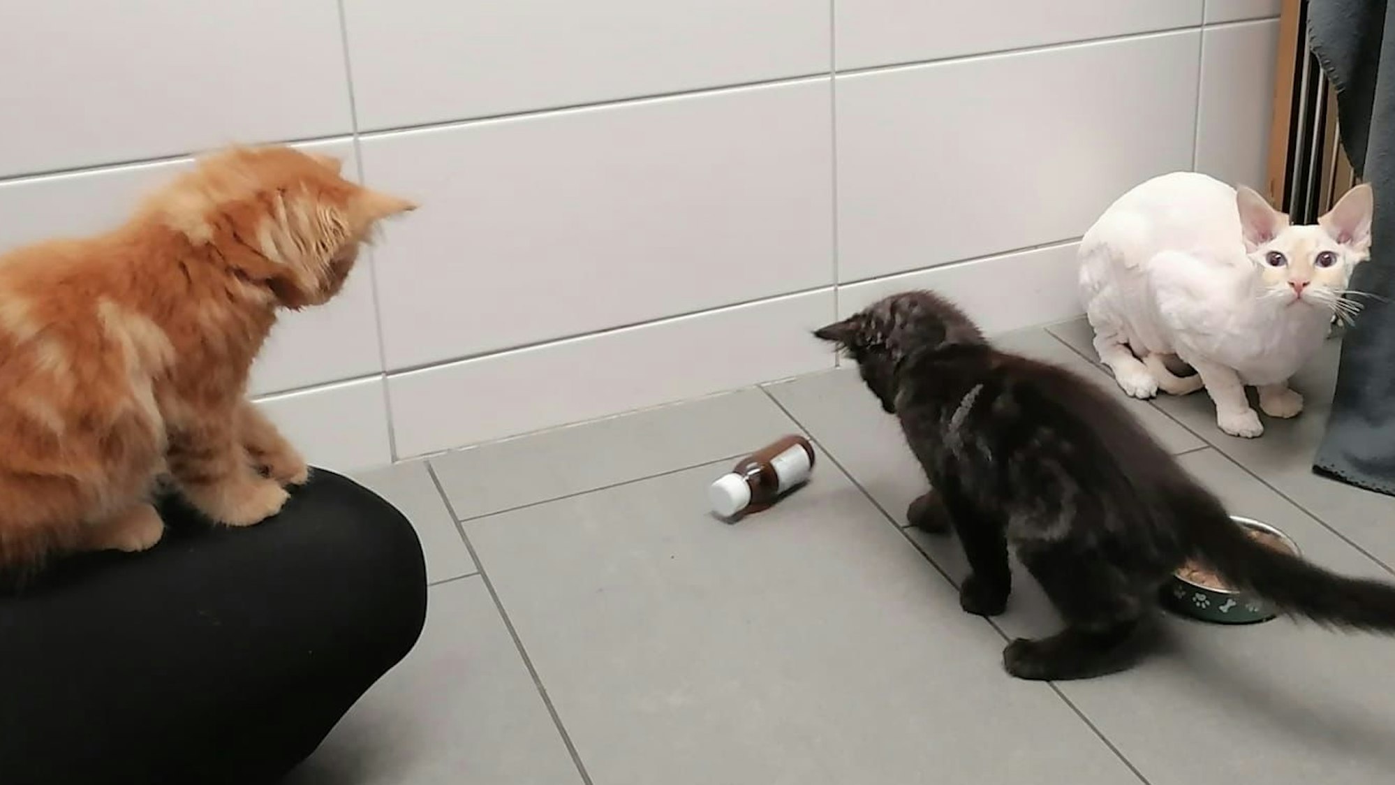 Auf dem Foto sind drei Kater zu sehen.