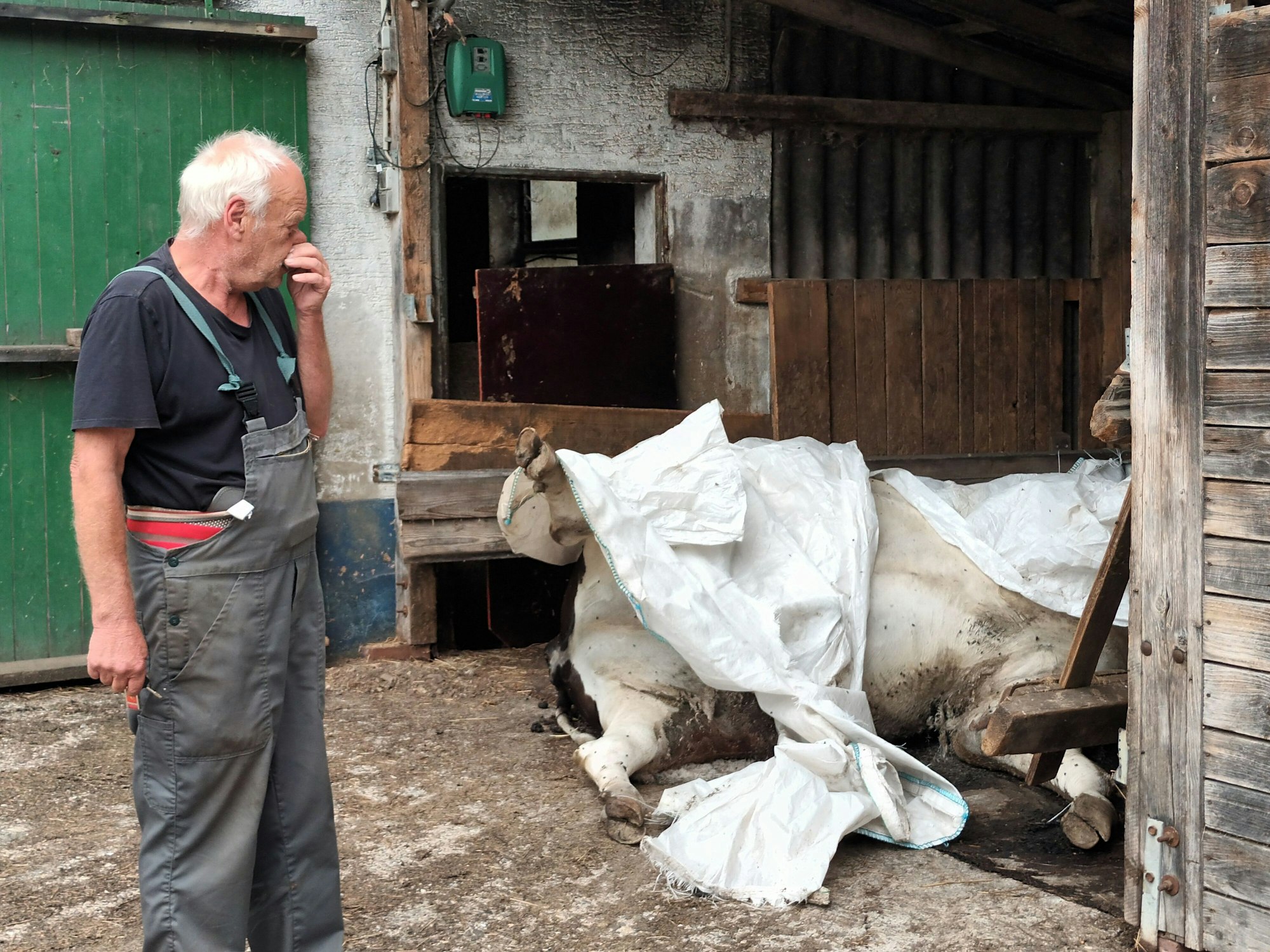 Ein Mann steht vor einer verendeten Kuh in einer Scheune
