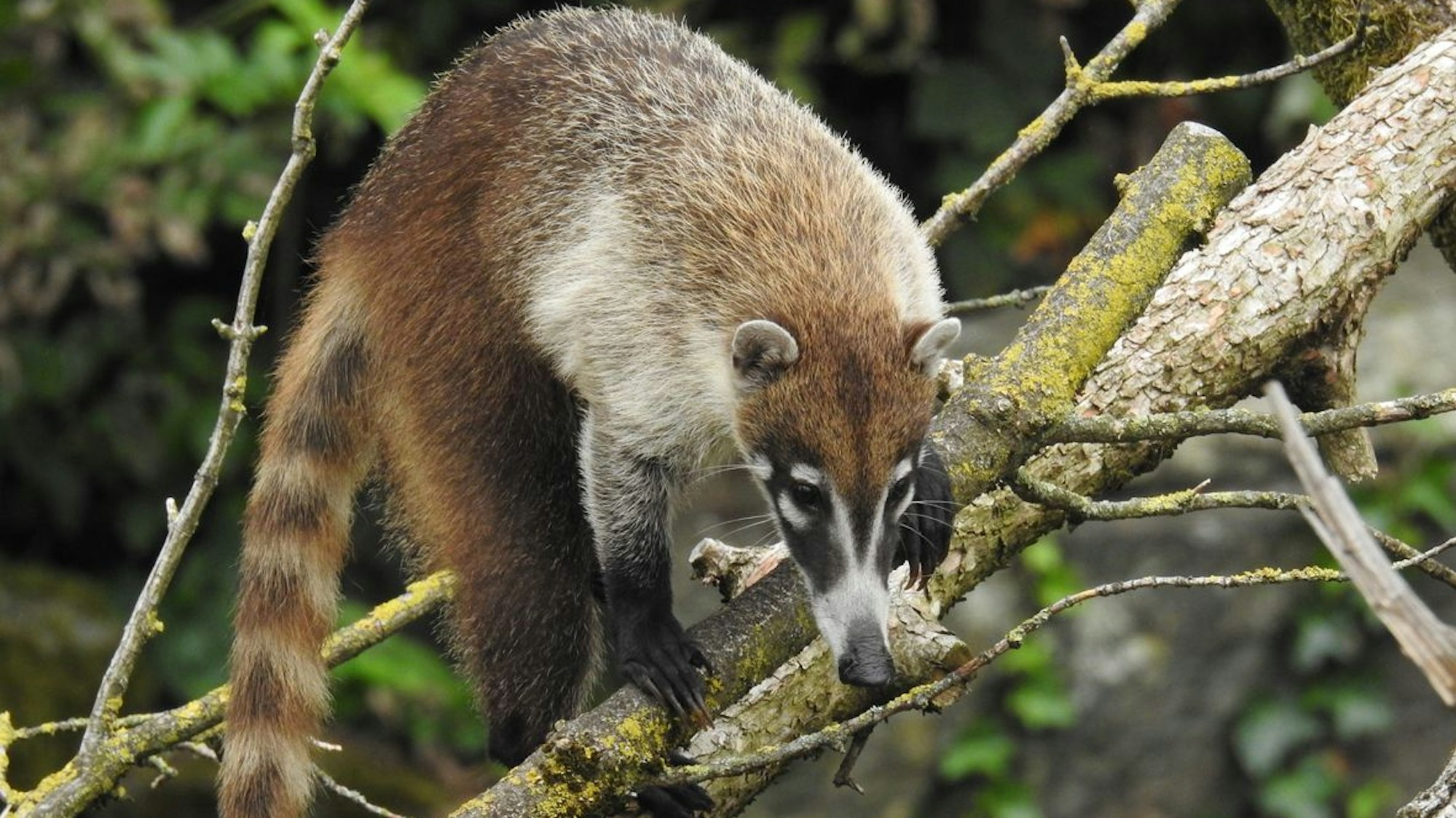 Ein Nasenbär im Kölner Zoo