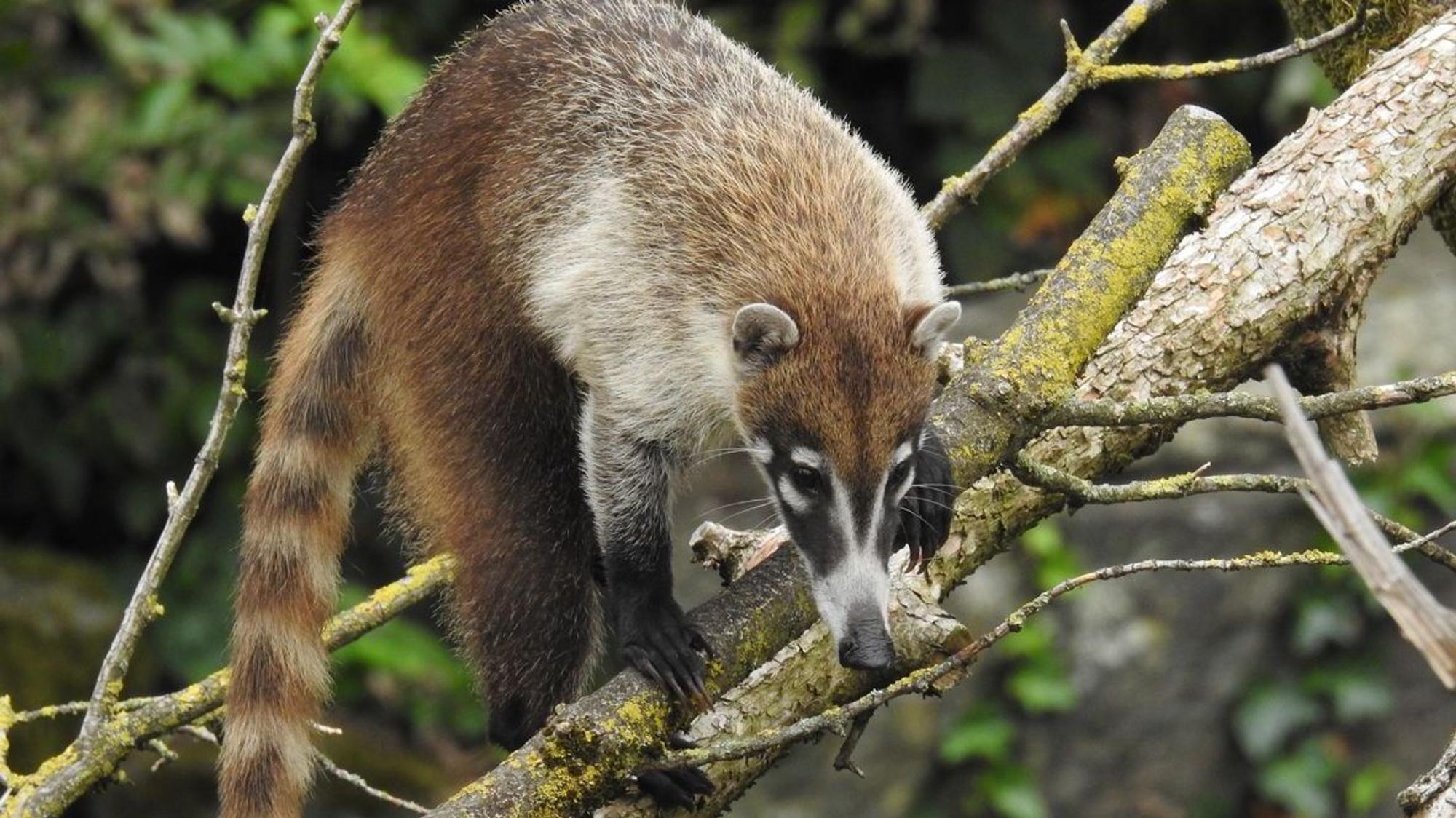 Der Weißrüssel-Nasenbär beim Klettern im Kölner Gehege