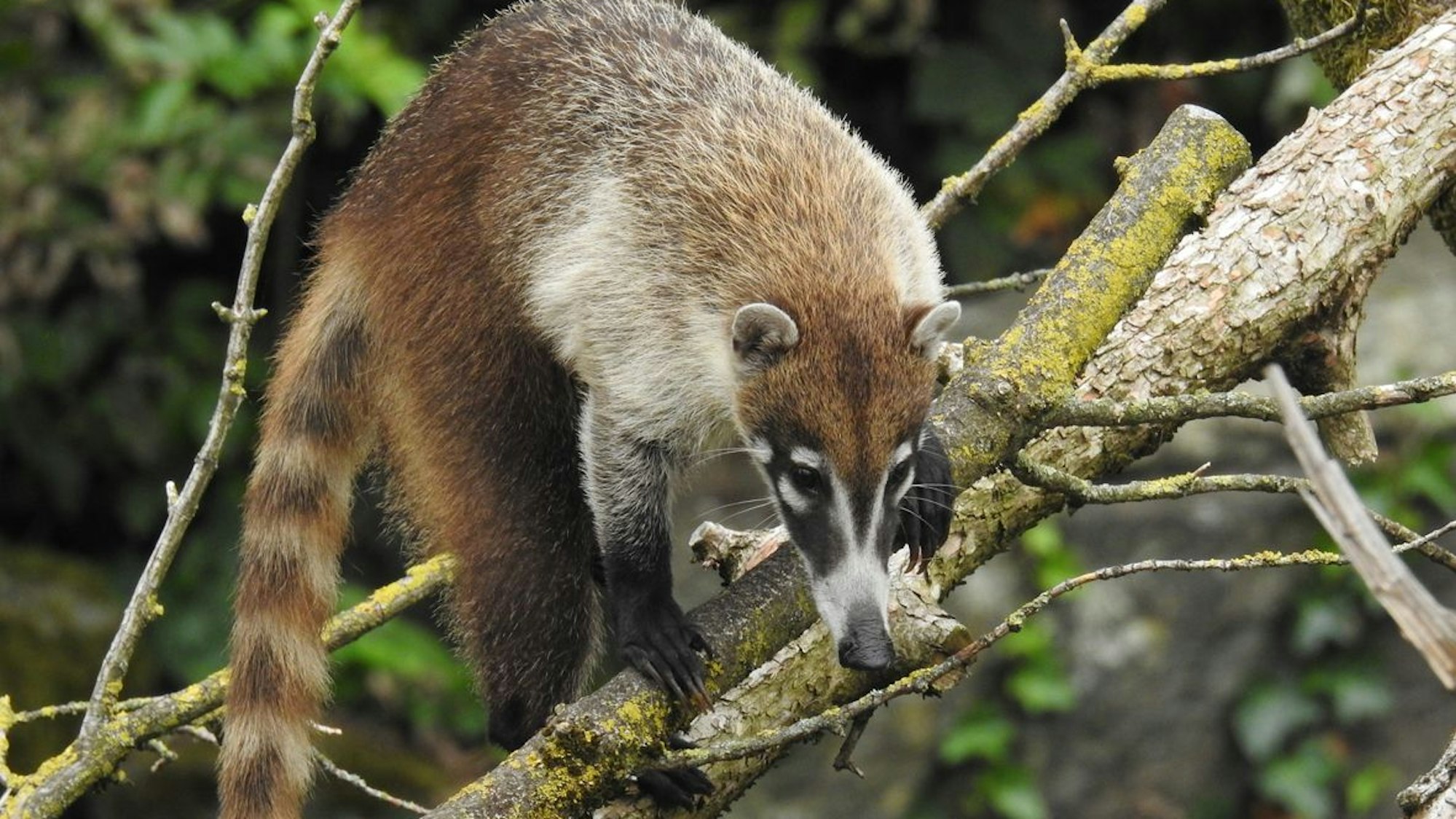 Der Weißrüssel-Nasenbär beim Klettern im Kölner Gehege