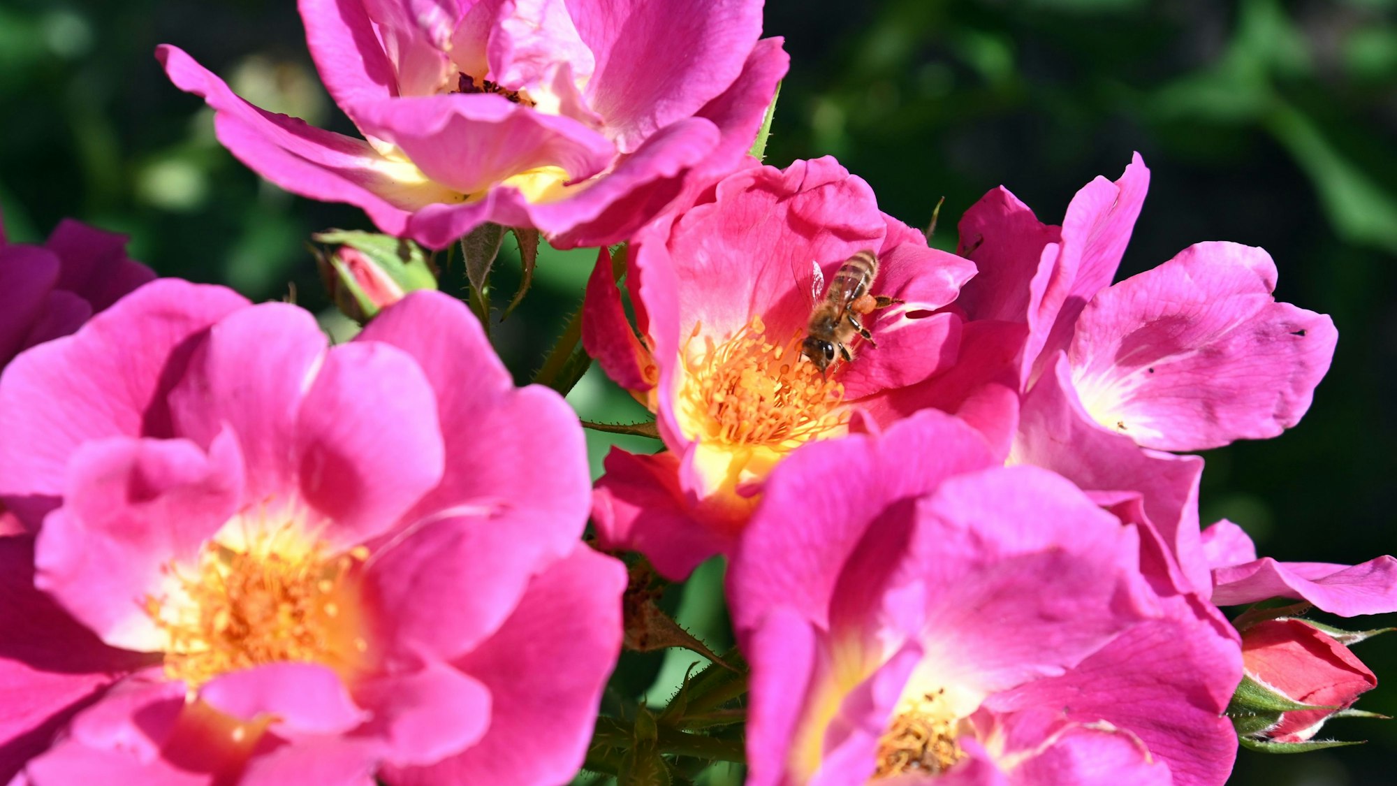 Zu sehen sind Rosen.