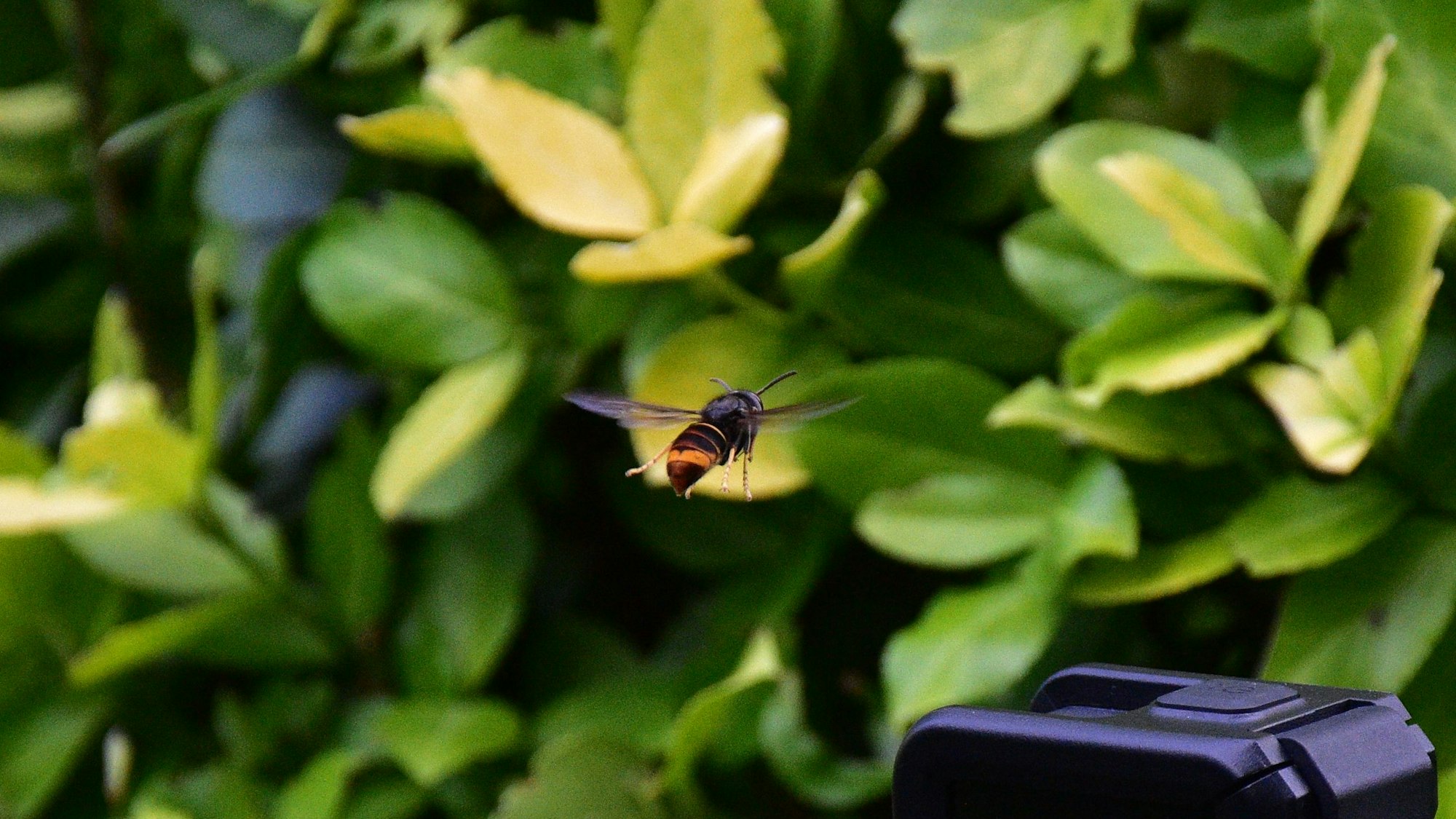 Die invasive Asiatische Hornisse.