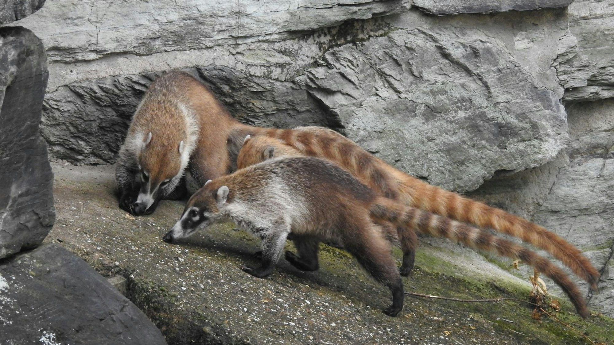 Die drei Nasenbär-Geschwister Pablo, Chica und Bonita im Gehege