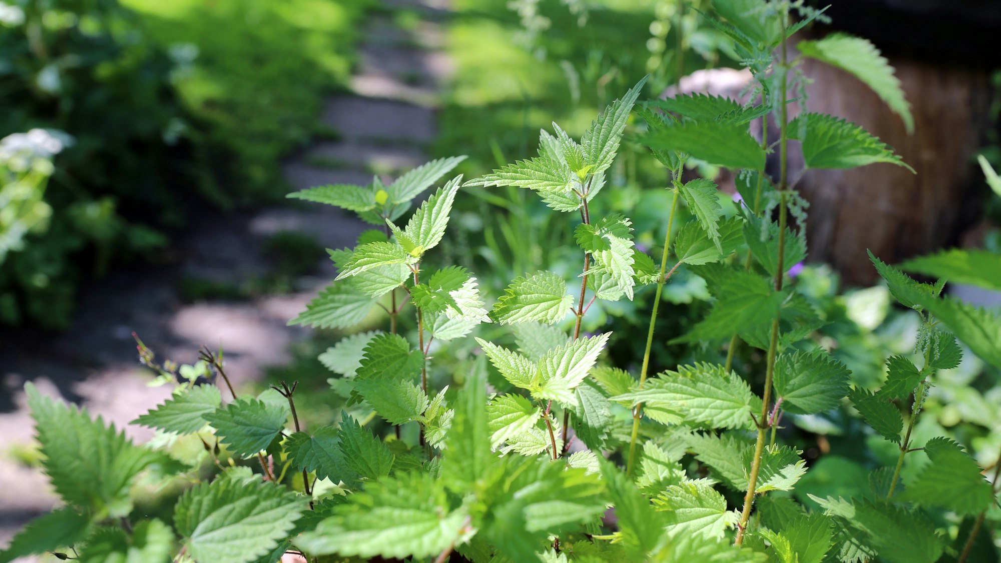 Brennnesseln im Garten.