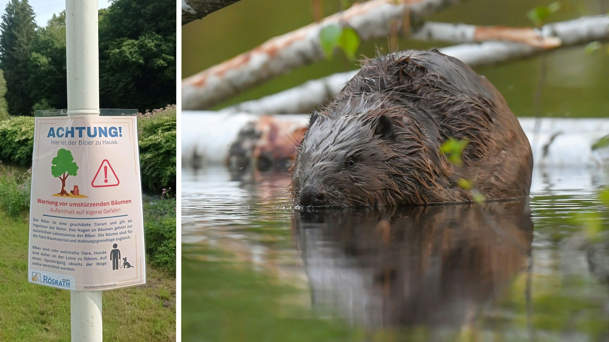 Ein Schild warnt vor umstürzenden Bäumen, die von Bibern angenagt wurden, in Rösrath.Ein Europäische Biber (Castor fiber) ist in der Drahendorfer Spree, einem Teilstück der rund 400 Kilometer langen Spree, zu sehen.