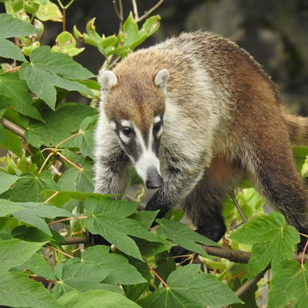 Weißrüssel-Nasenbär beim Klettern im im Kölner Zoo