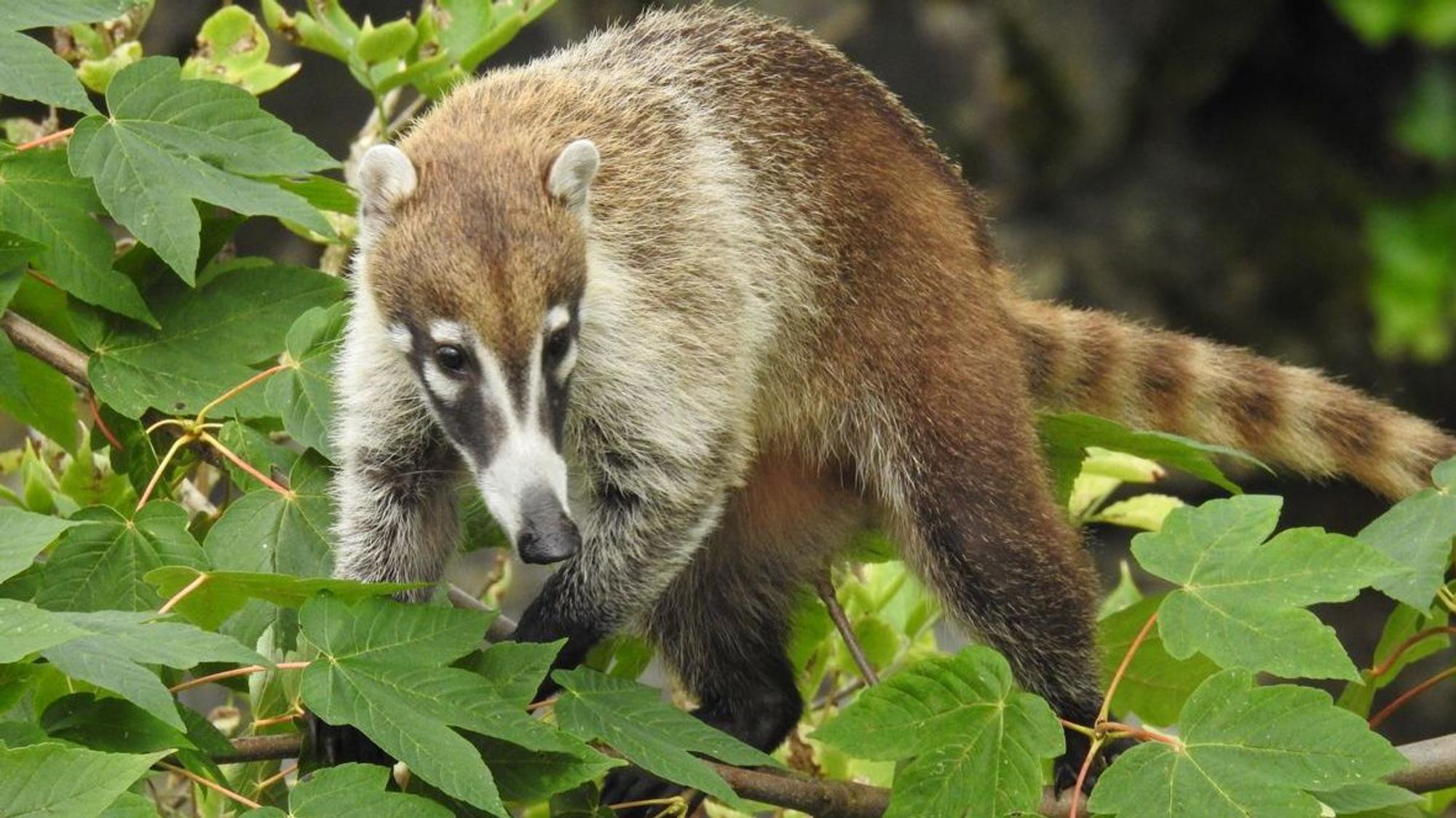 Weißrüssel-Nasenbär beim Klettern im im Kölner Zoo