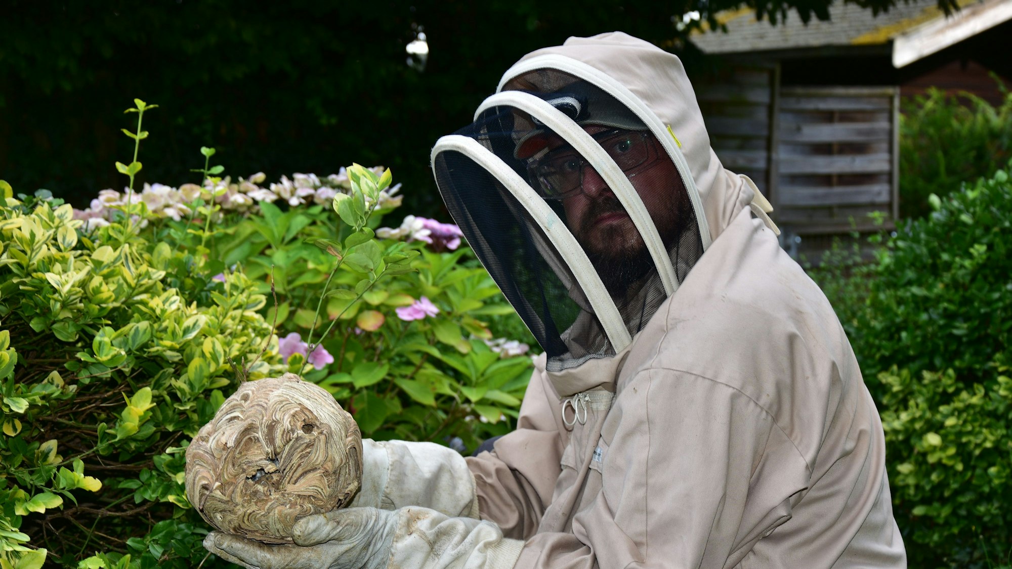 Das Nest wurde aus dem Strauch entfernt.
