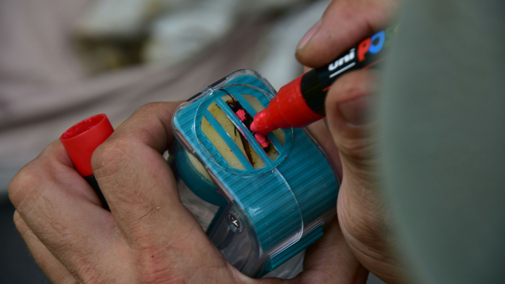 Eingefangen und markiert. So kann man die Hornisse direkt erkennen und über lange Zeit besser beobachten.