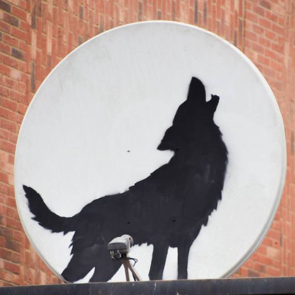 Der britische Künstler Banksy hat ein neues Kunstwerk enthüllt, das einen heulenden Wolf zeigt. Es wurde auf eine Satellitenschüssel gemalt, die auf dem Dach eines Geschäfts in Peckham im Süden Londons angebracht ist.