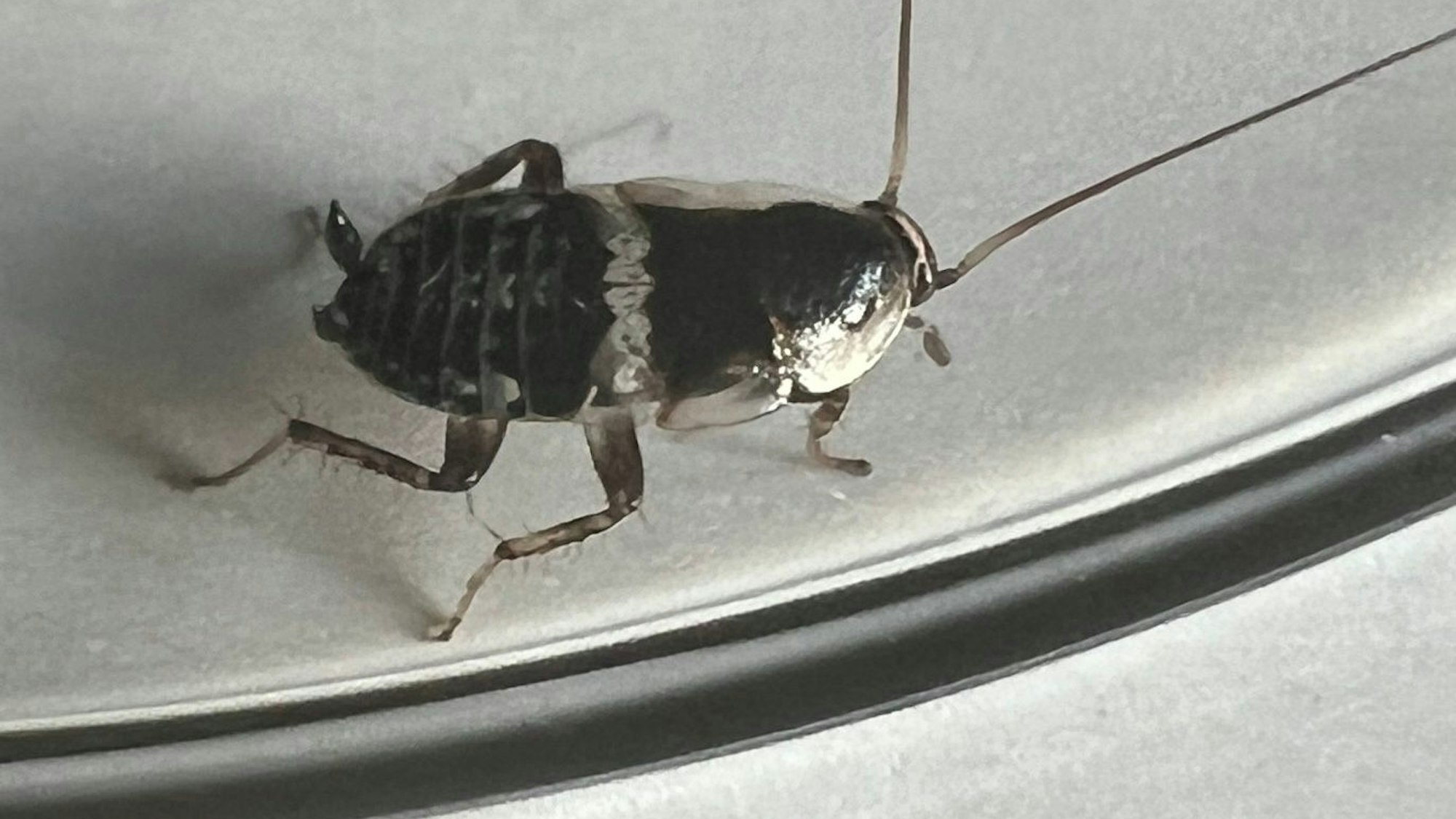 Erkennbar am weißen Querstreifen: eine junge Bernsteinschabe. Foto: Ralf Krieger