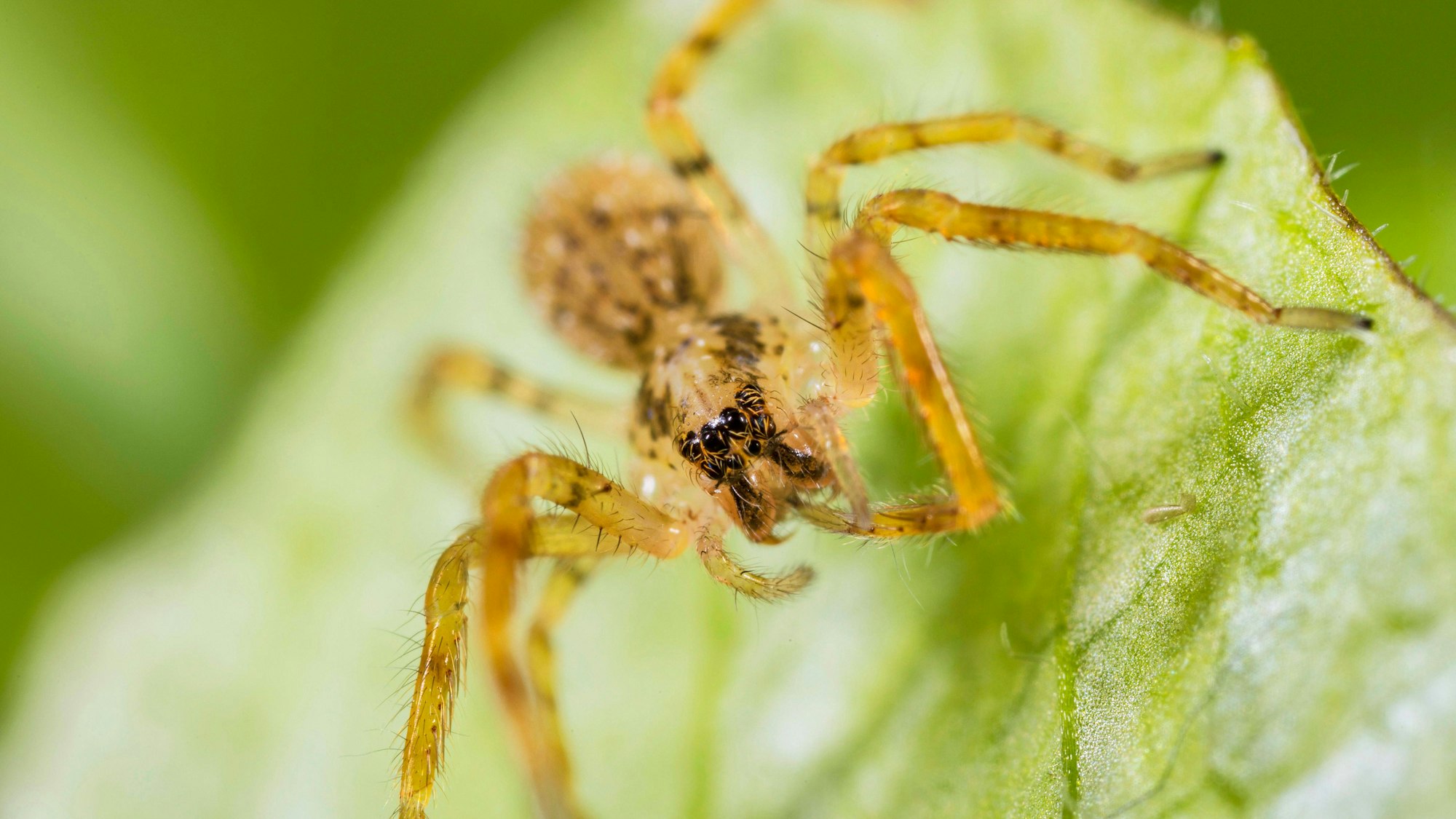 Nosferatu-Spinne, Nosferatuspinne Zoropsis spinimana, Jungtier auf einem Blatt.