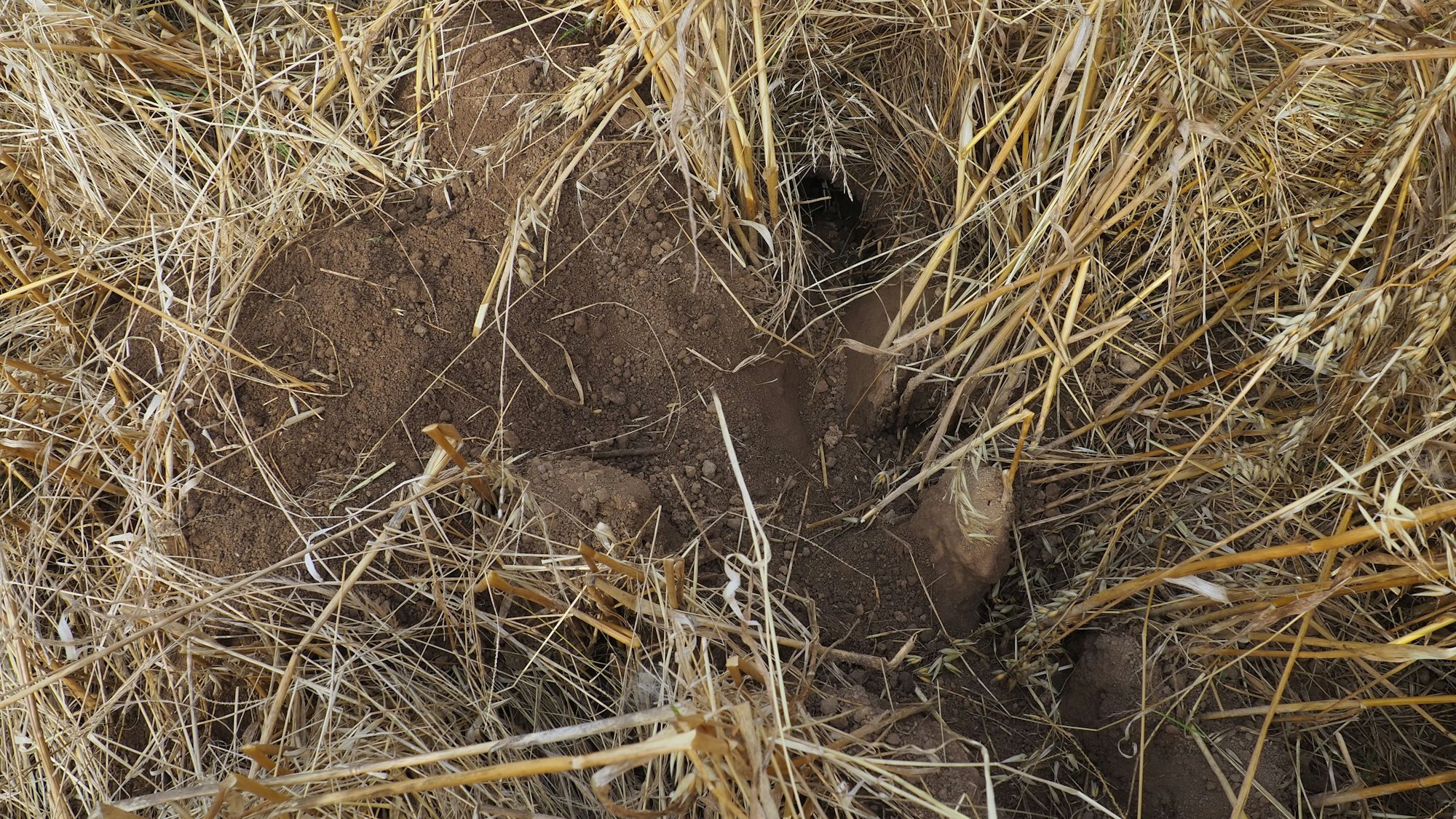 Neben einem Loch im Ackerboden ist Erde aufgehäuft, es führen Gänge durchs Getreide.