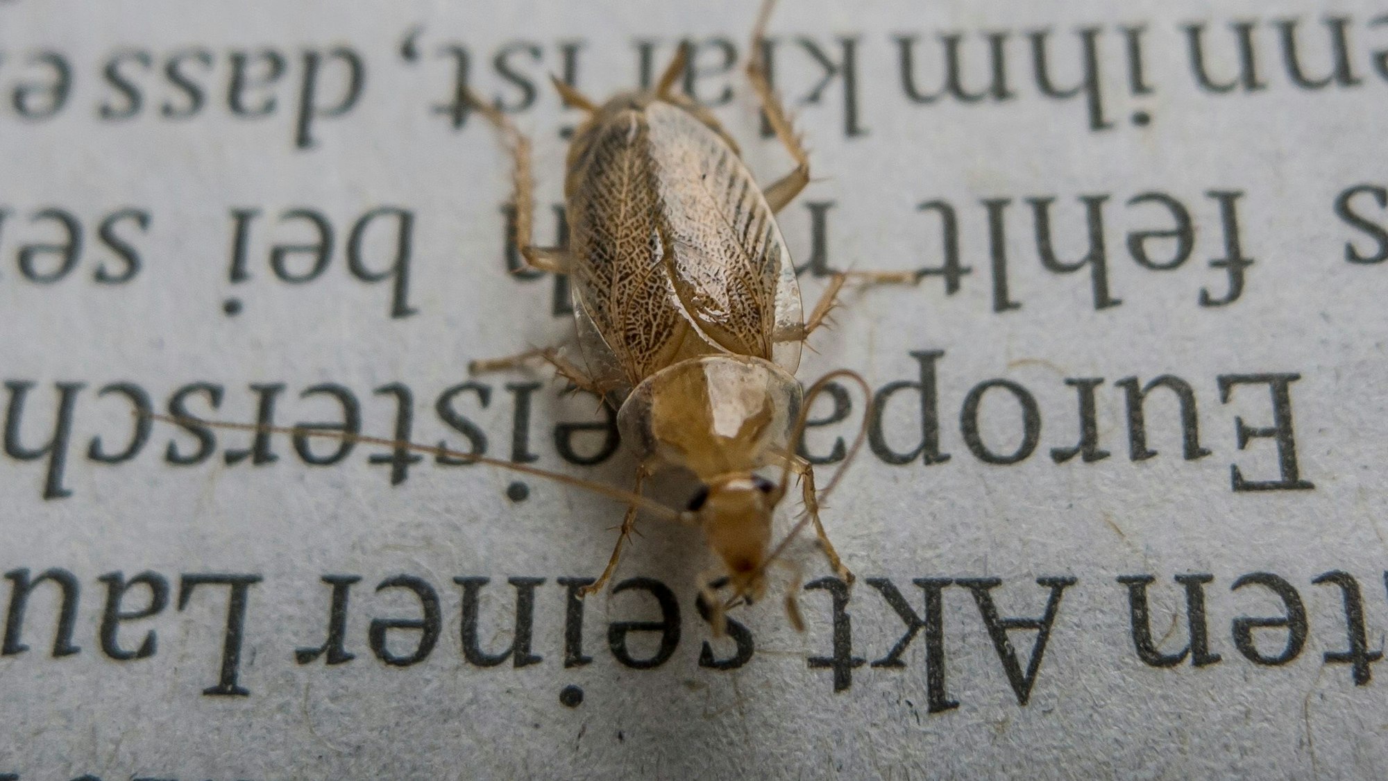 Makro-Aufnahme einer Bernstein-Waldschabe, hier zum Größenvergleich auf einer Zeitungsseite des Leverkusener Anzeigers. Sie ist harmlos, mag Wärme und verbreitet sich auch im Rheinland.