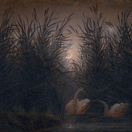 Zwei Schwäne schwimmen im fahlen Mondlicht auf dem Wasser.