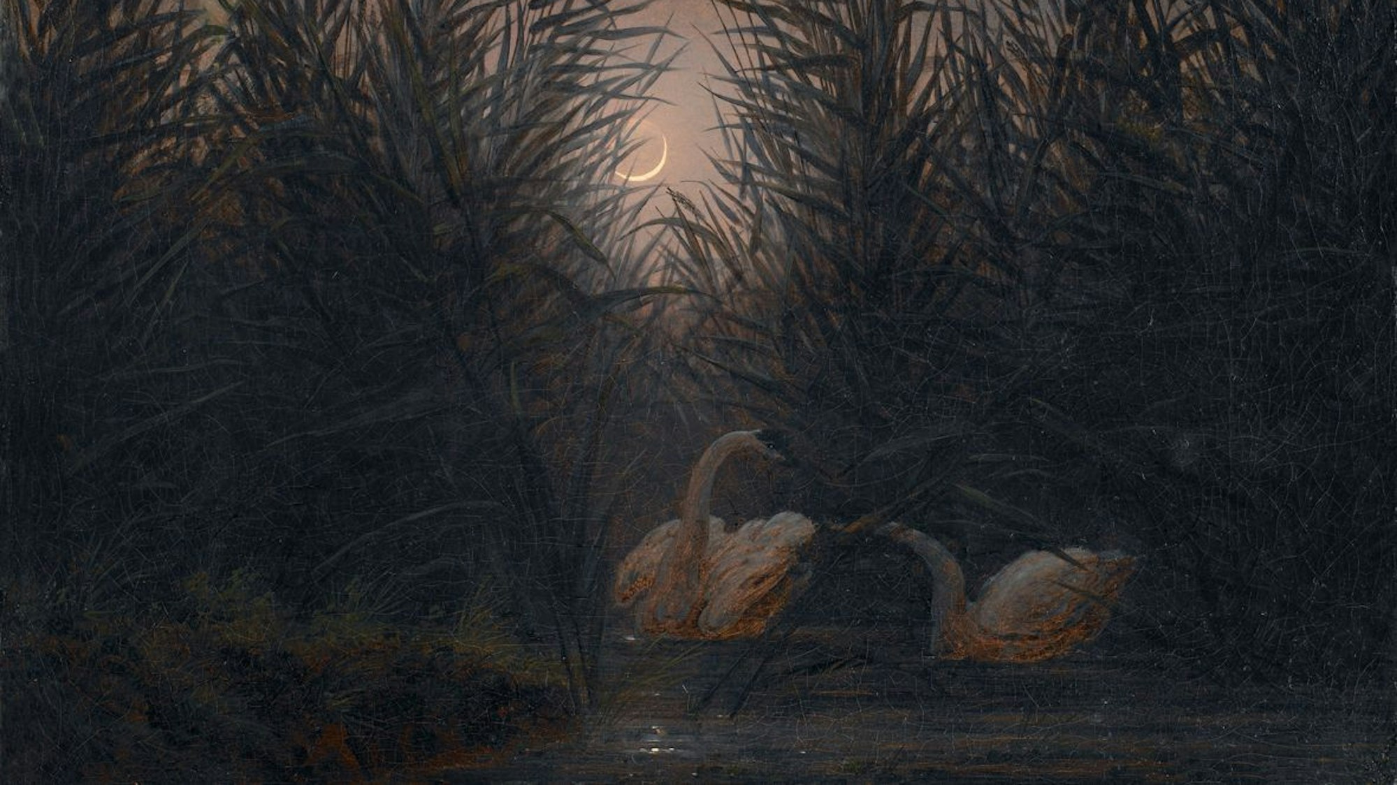 Zwei Schwäne schwimmen im fahlen Mondlicht auf dem Wasser.