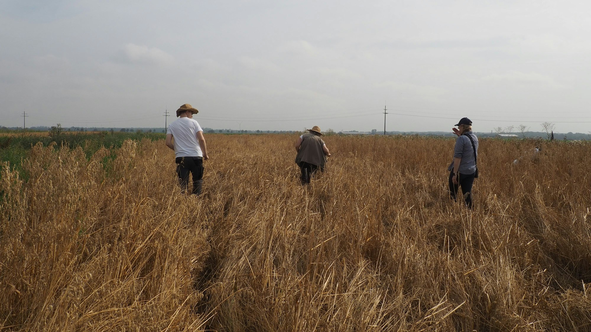 Drei Menschen sind von hinten zu sehen. Sie gehen in einer Reihe durchs Getreide.
