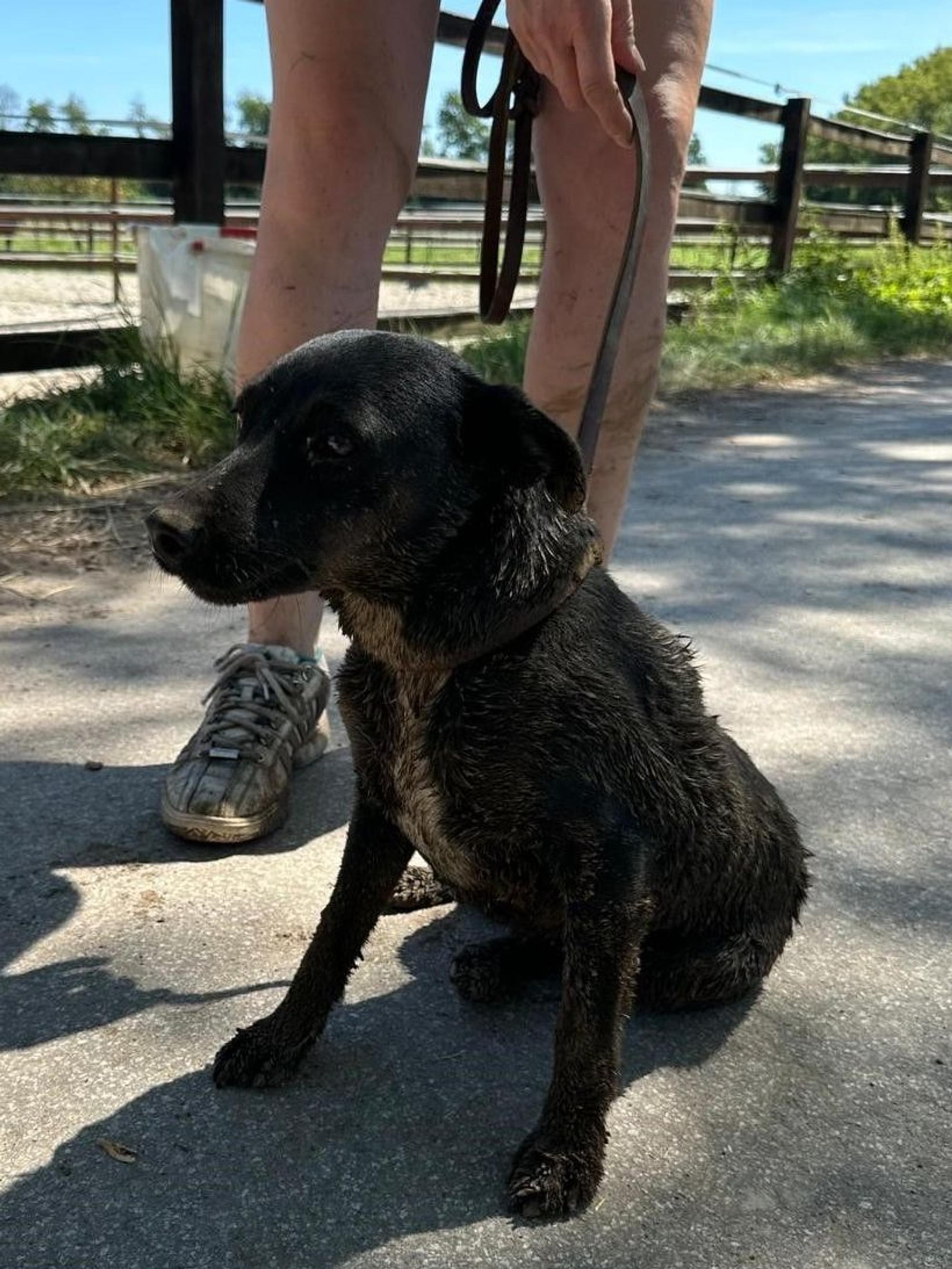 Das Bild zeigt einen Terrier, der auf dem Boden sitzt.