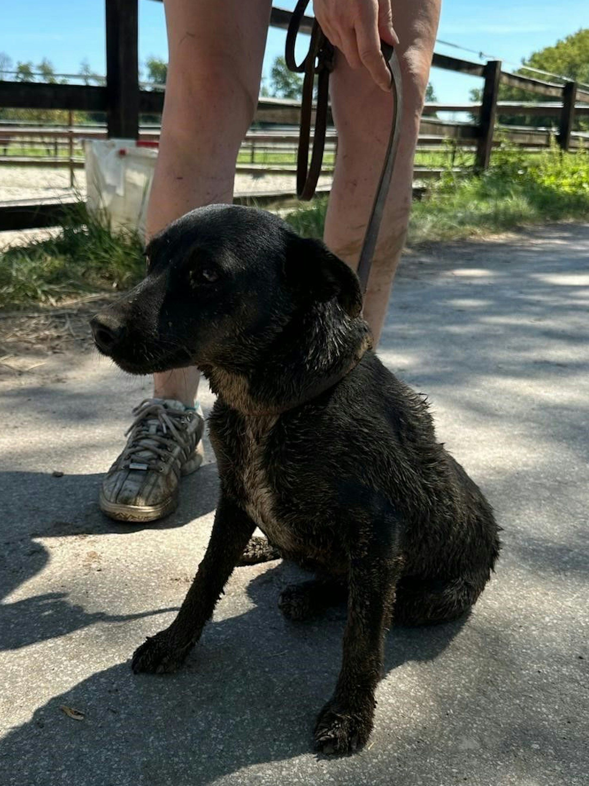 Das Bild zeigt einen Terrier, der auf dem Boden sitzt.
