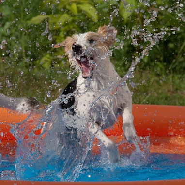 Hund im Planschbecken.