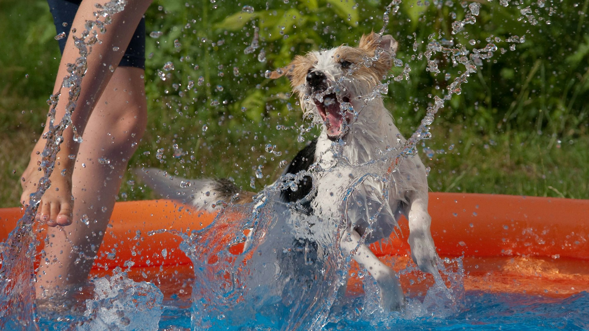 Hund im Planschbecken.
