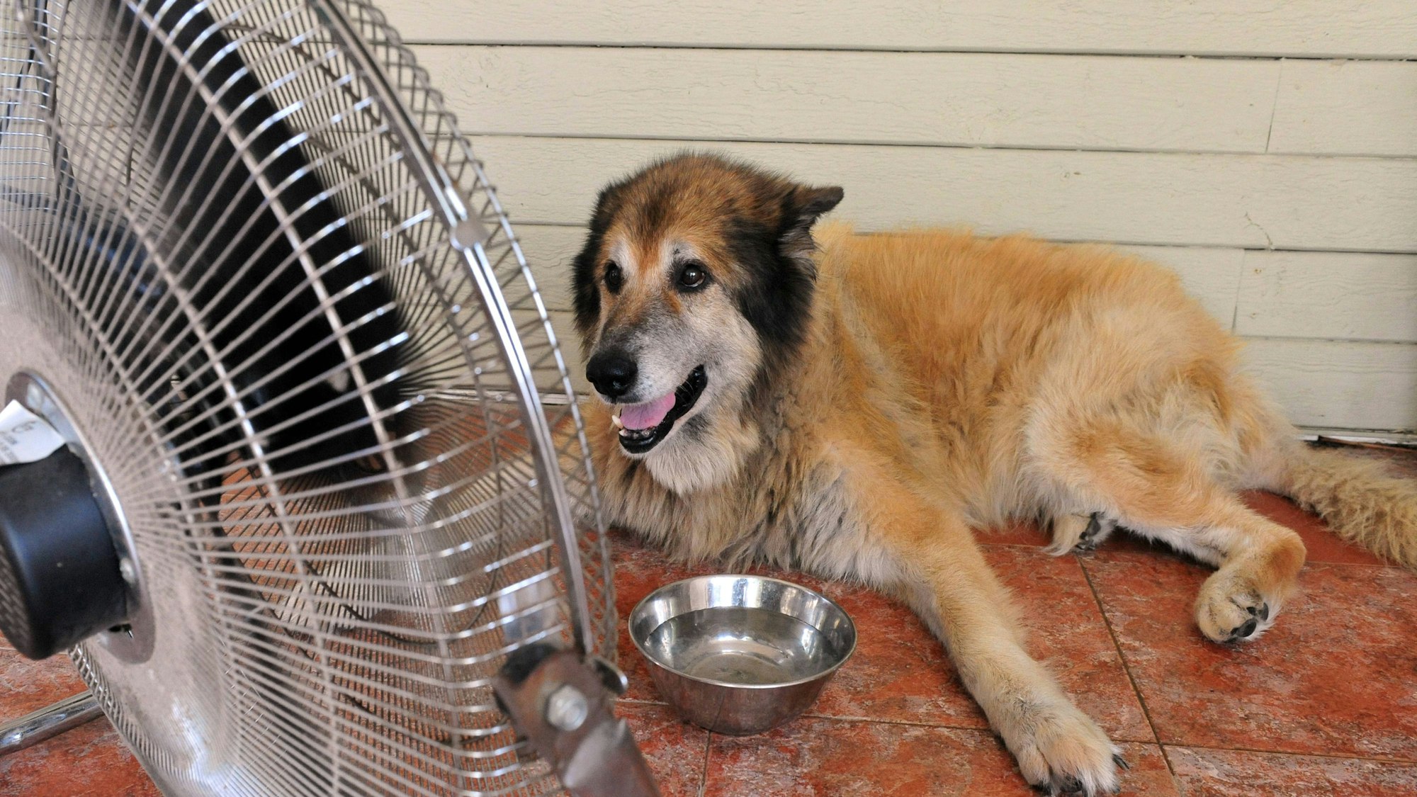 Hund liegt vor Ventilator und Wassernapf.