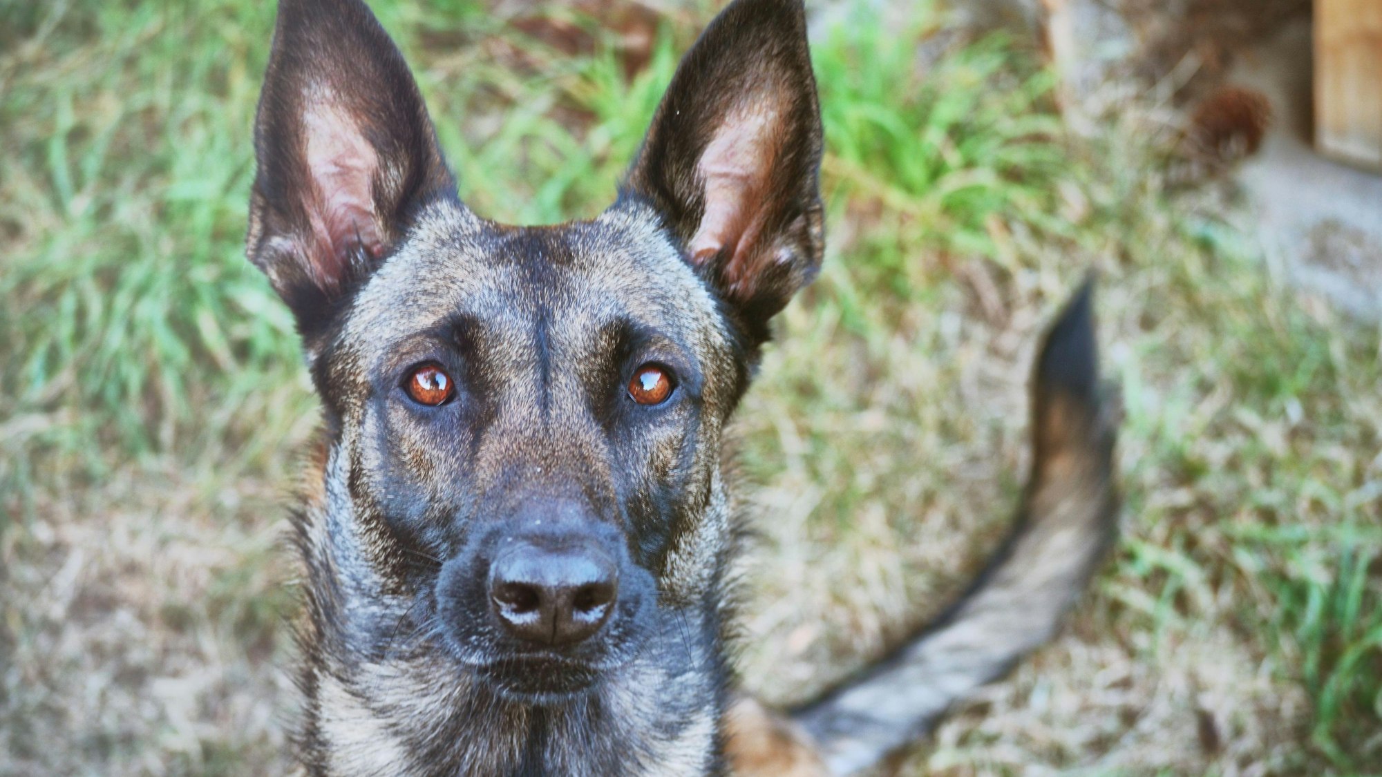 Polizeihund Mayla Köln Neubrück Kita Einbruch Einbrehcer