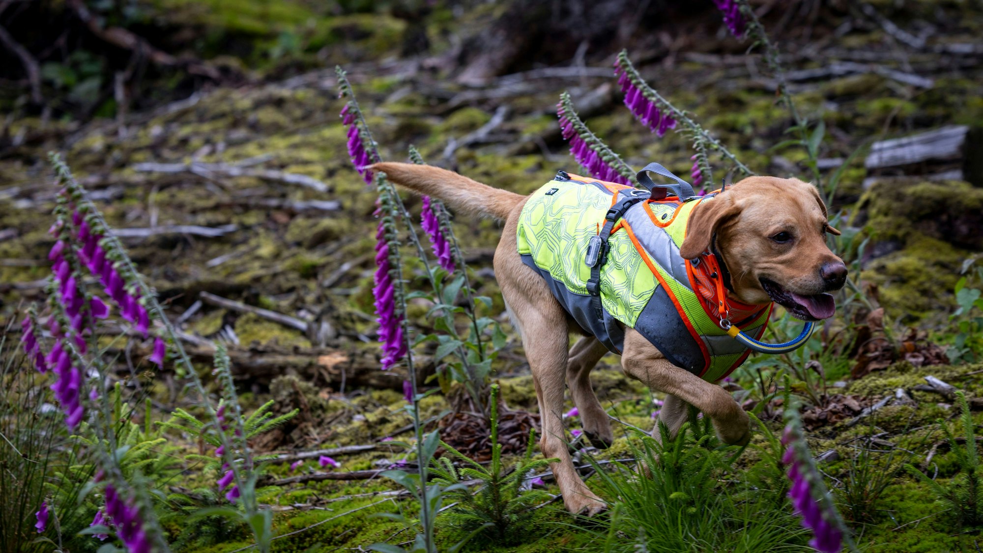 Ein Hund mit einer Schutzweste läuft zwischen blühendem Fingerhut.