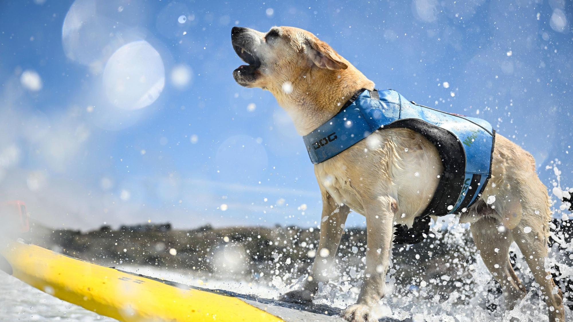 Hund auf Surfbrett.