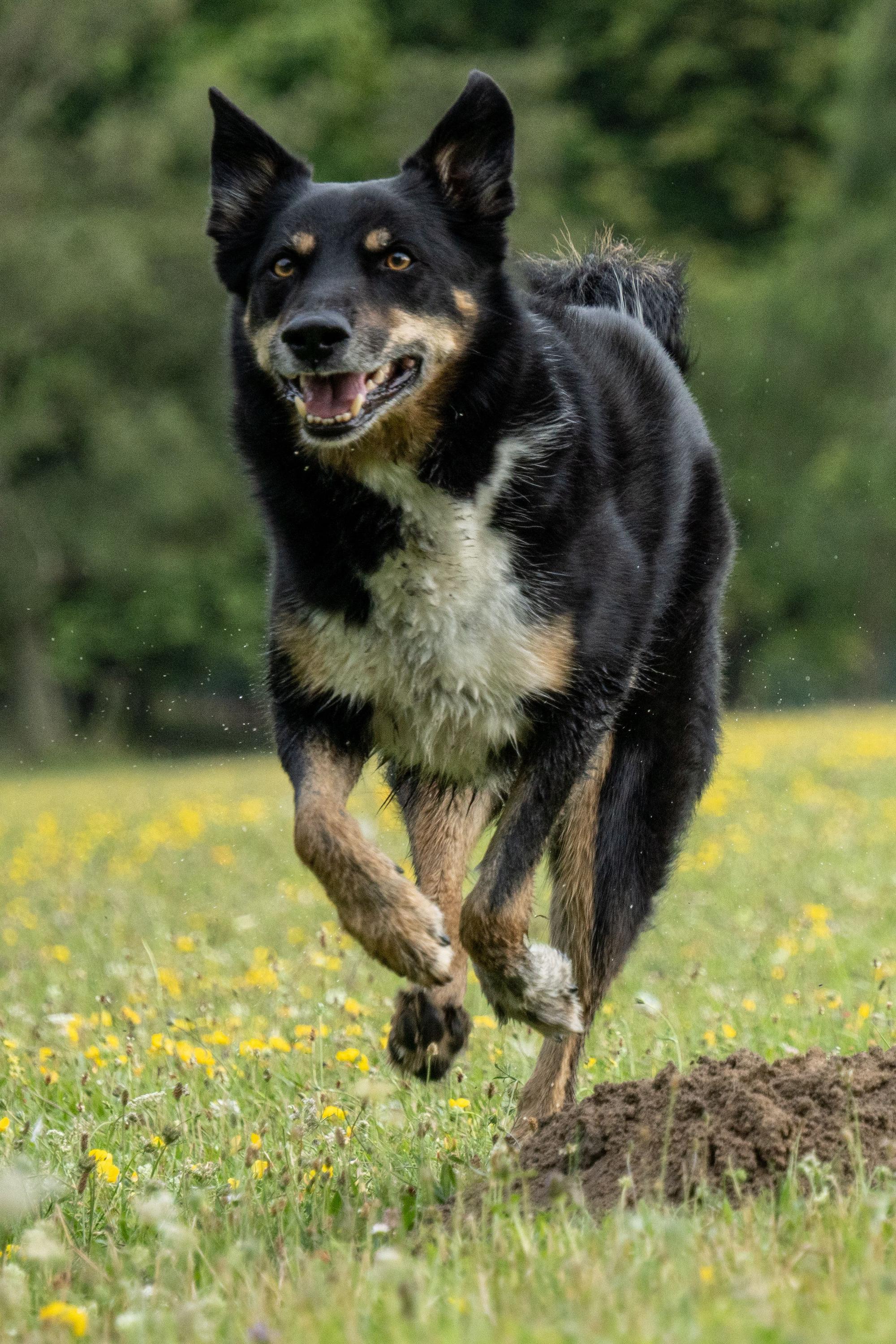 Auf dem Bild ist der Hund Blue zu sehen.