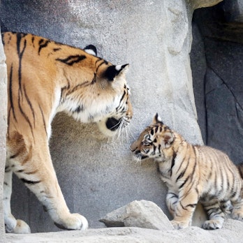 Tiger im Kölner Zoo