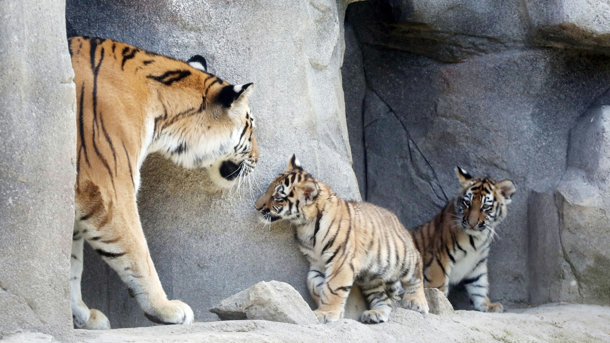 Tiger im Kölner Zoo