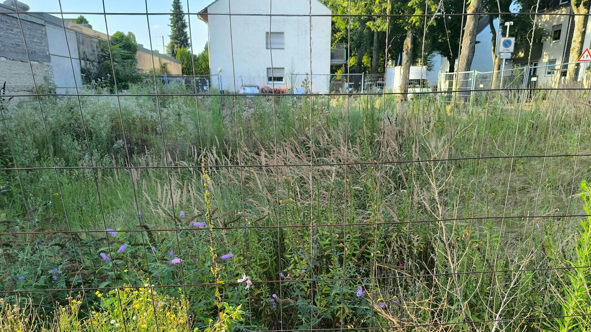 Bei dieser Baustelle unweit der KGS Thomas-Morus-Schule hat sich seit Langem nichts getan – wie auch die Höhe der Pflanzen zeigt.