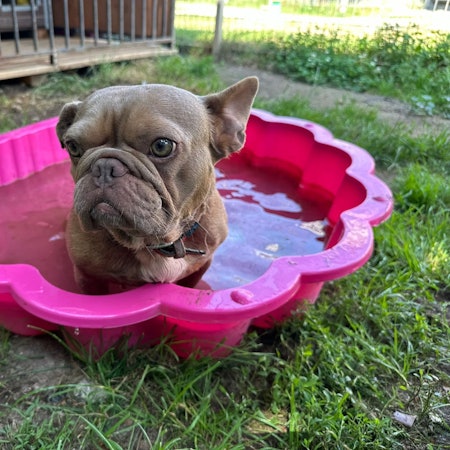 Ein kleiner Hund sitzt in einer Bademuschel mit Wasser.