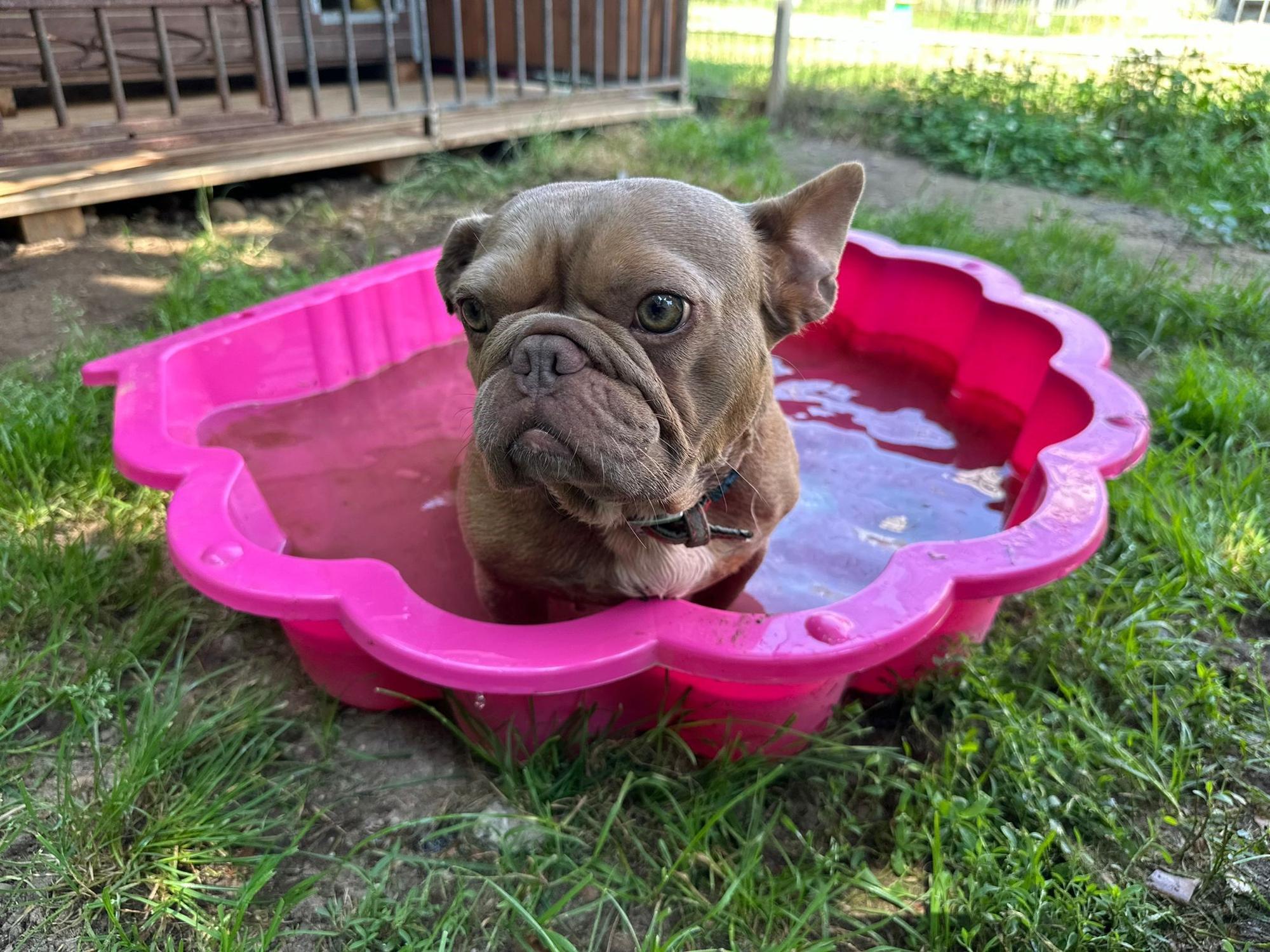 Ein kleiner Hund sitzt in einer Bademuschel mit Wasser.