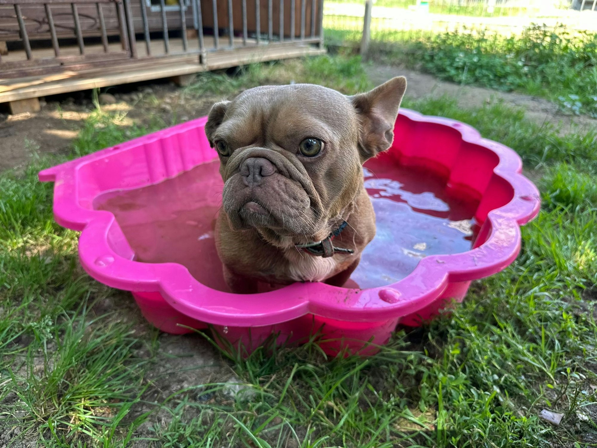 Ein kleiner Hund sitzt in einer Bademuschel mit Wasser.
