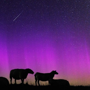 Schafe stehen auf einem Deich zur Nordsee in Ostfriesland unter Polarlichtern (Aurora borealis) während eine Sternschnuppe am Nachthimmmel verglüht.