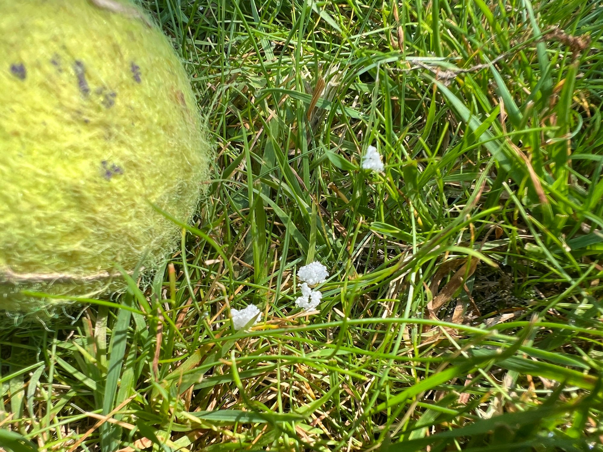 Weiße Flöckchen rieseln in Bürrig nieder, sie stellen sich als kleinste Styrol-Teilchen heraus. Zum Vergleich: ein Tennisball in halber Größe. Foto: Ralf Krieger