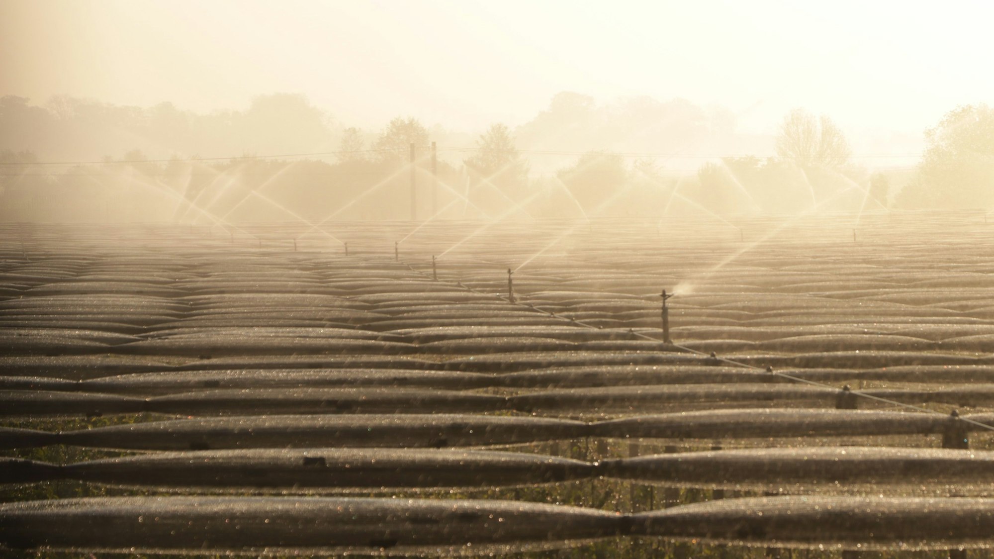 Das Bild zeigt eine Apfelplantage, die gerade bewässert wird