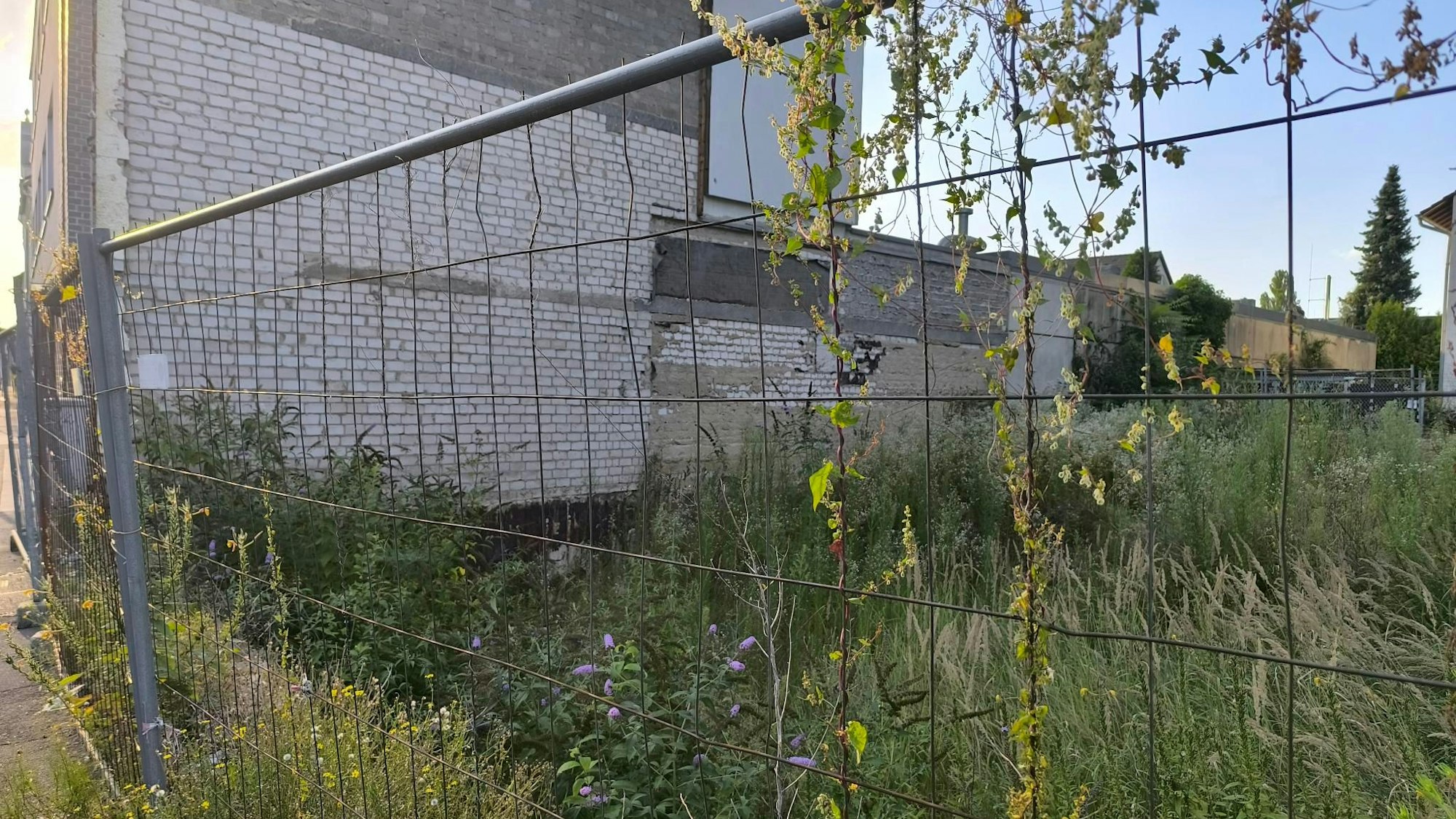 Bei dieser Baustelle unweit der KGS Thomas-Morus-Schule hat sich seit Langem nichts getan – wie auch die Höhe der Pflanzen zeigt. Ein Blick durch den Baustellenzaun offenbart hochgewachsene Pflanzen und eine Hausrückwand.