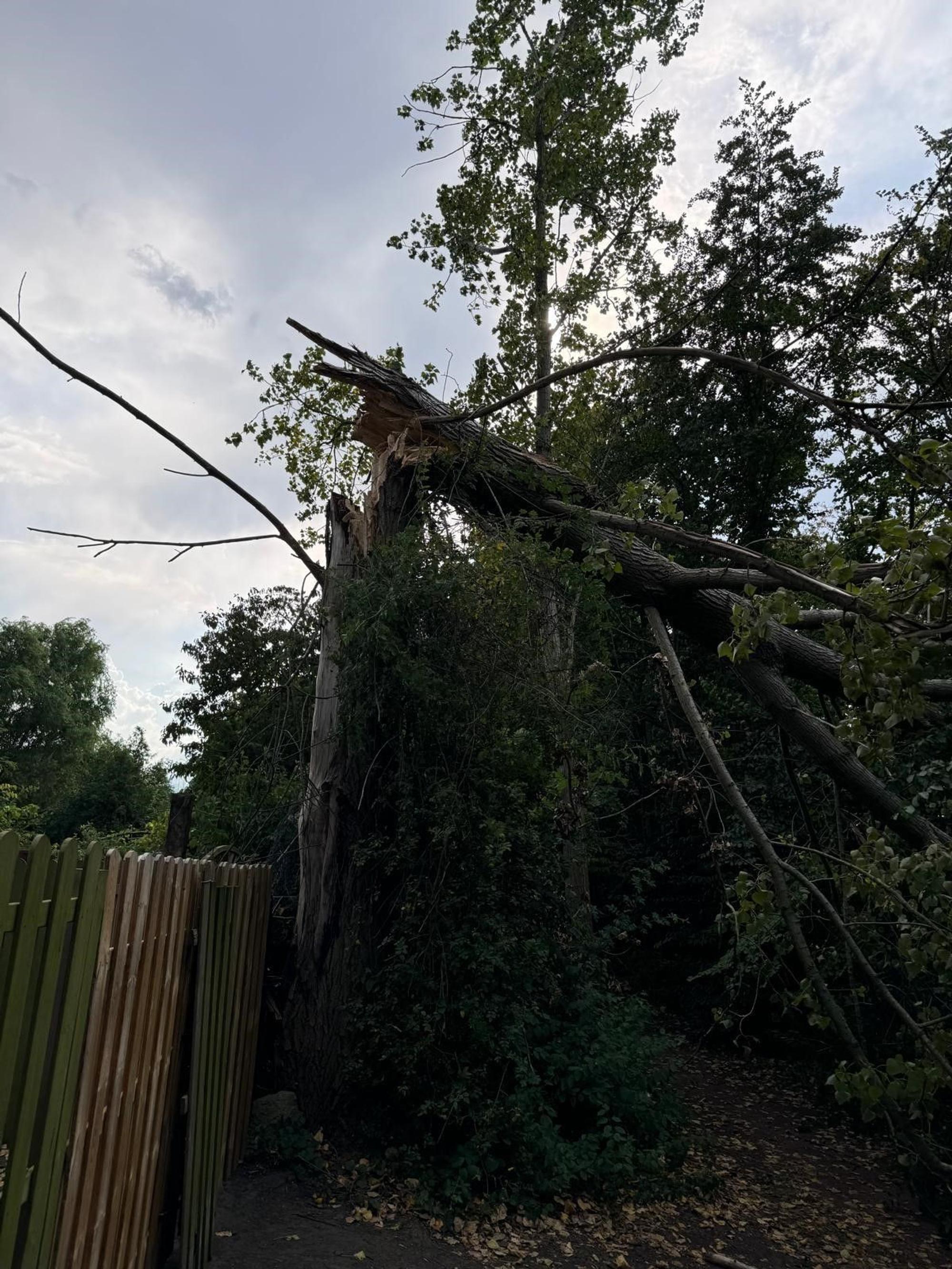 In Hürth wurde ein Baum von einem Blitz getroffen.