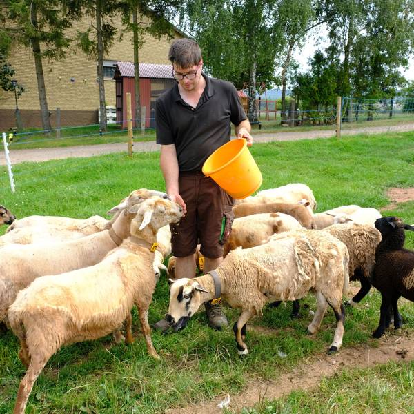 Landwirt Matthias Förster aus Mechernich-Glehn inmitten seiner Schafherde. Er hat die Tiere mit Futter aus einem orangefarbenem Eimer angelockt.